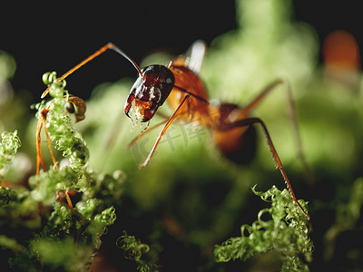 观察蚂蚁摄影照片_蚂蚁在绿色苔藓上的宏观照片。