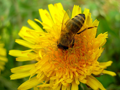抗辩摄影照片_蒲公英上的蜜蜂