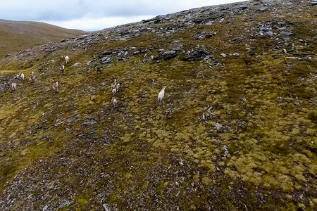 接吻的驯鹿摄影照片_驯鹿穿过苔原的山丘。