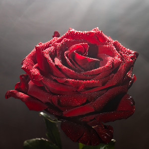 盛开的黑色花摄影照片_水滴中盛开的红玫瑰花蕾，黑色背景中的雾特写