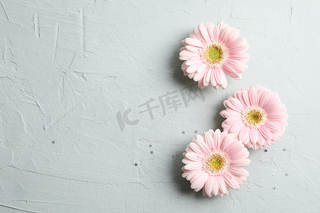 装饰小星星摄影照片_美丽的粉红色非洲菊花，灰色背景上有小星星。