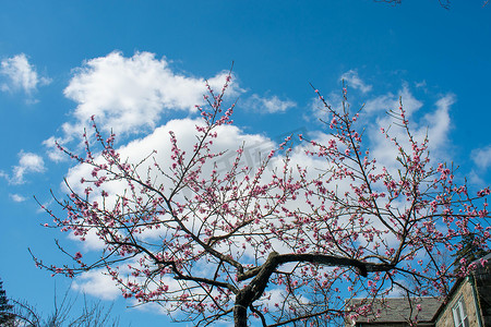 一棵年轻的樱花树在蓝天上直接与云