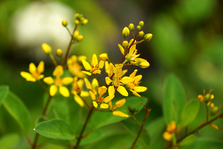 Galphimia 的黄色花朵。 