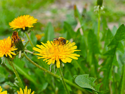 蜜蜂在花黄色宏