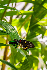 交配的鸟翅目 euphorion-birdwing 蝴蝶