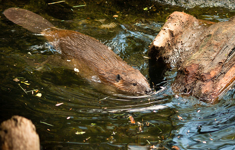 北美河狸 Castor Canadensis 野生动物 游泳水坝