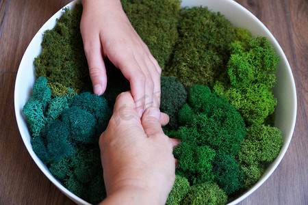 一个女人的手放在绿色稳定苔藓的圆形面板上，用于办公室或公寓的生态室内装饰