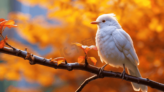 树枝上小鸟摄影照片_一只白色的小鸟坐在树枝上