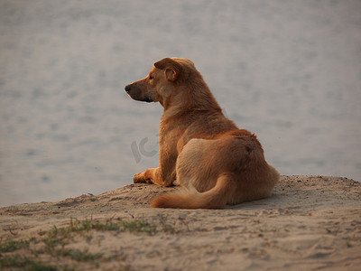 沙滩上的狗