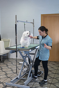 西班牙女摄影照片_在工作台上为一只白色马耳他犬工作的年轻女美容师