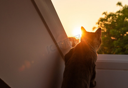 猫在日落时望着窗外