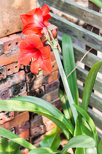 红石榴花摄影照片_家庭花园中的红孤挺花