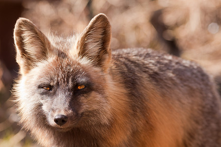 十字狐狸摄影照片_一只警觉的红狐狸，属 Vulpes 的穿透凝视