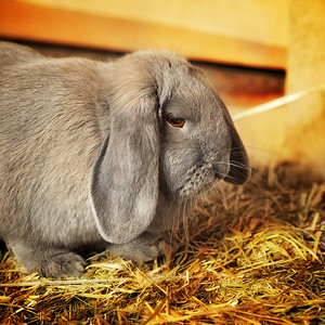 割草的兔子摄影照片_垂耳兔