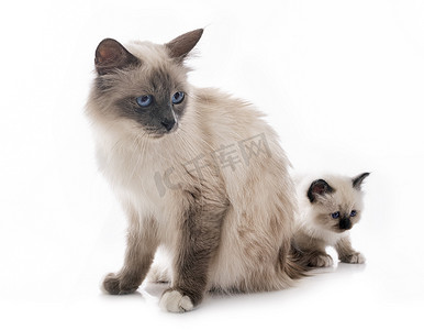 动物和妈妈摄影照片_比尔曼小猫和妈妈