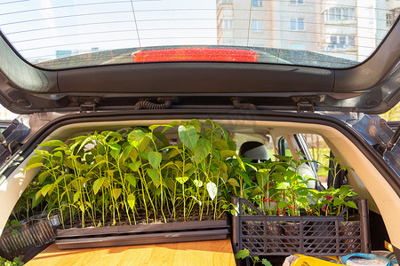 西红柿和辣椒在盆中的幼苗被装入汽车的后备箱