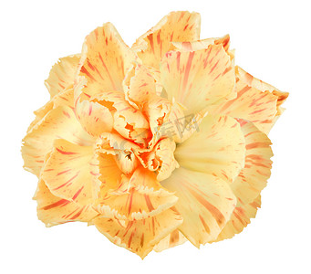 康乃馨的橙花