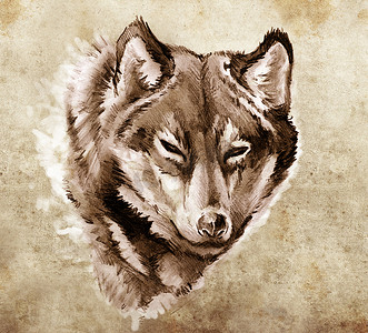 黑色狼头摄影照片_“纹身艺术素描，狼头插图”