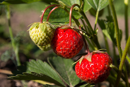树枝上成熟的草莓果实