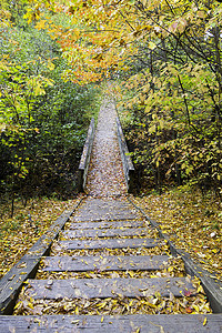 台阶摄影照片_森林小径上的木台阶