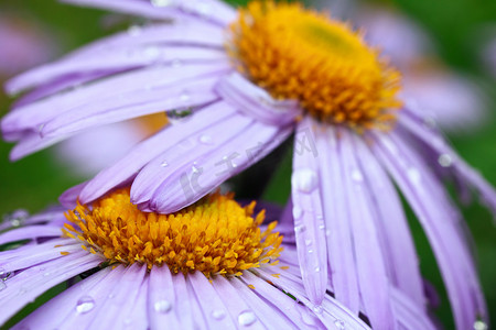 带雨滴的紫色雏菊