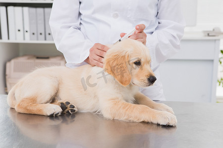 兽医给一只可爱的狗打针
