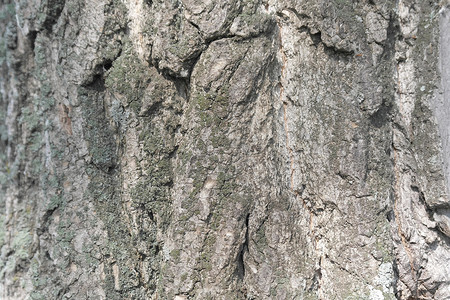 木材质地摄影照片_树皮，老树的质地