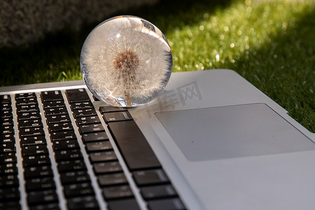 笔记本电脑键盘上的玻璃镇纸中的 Crepis foetida 花。