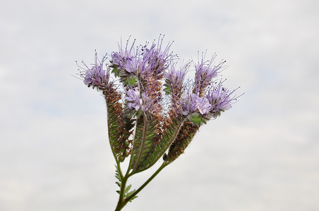 Phacelia，蝎子草 (Phacelia tanacetifolia)