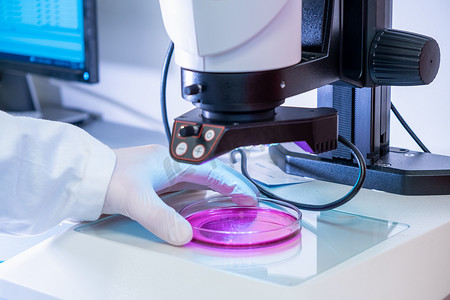 乳胶手套和实验室外套的科学家将样品置于电子显微镜下，用于微生物或化学实验室的测试或检查