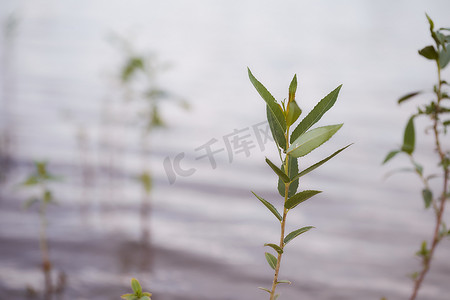 小树苗长大摄影照片_在河水中长大的小树