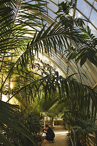 有棕榈树的温室在巴伦西亚