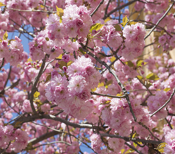 美丽完美绽放的粉红色樱花或日本樱桃（Prunus serrulata）树枝，柔和的焦点，金色的光芒，天然花卉春天背景