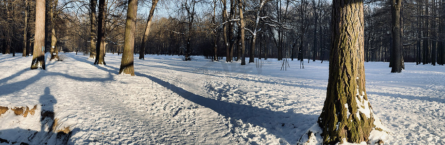 冬季公园全景，日落时黑树干的阴影