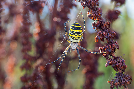 网络上的 Argiope bruennichi（黄蜂蜘蛛）