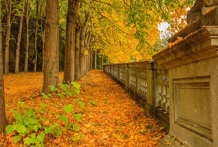 秋天，一片树叶覆盖着公园的一条大道