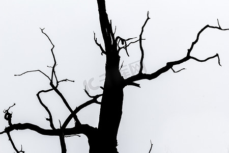 树剪影摄影照片_树细节视图的黑白剪影