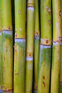 古代食品摄影照片_竹甘蔗食品糖绿色树干