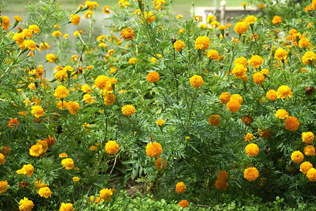 橙色万寿菊或万寿菊花，用于印度的好运