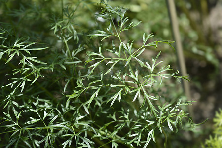 花园中式摄影照片_普通香菜花