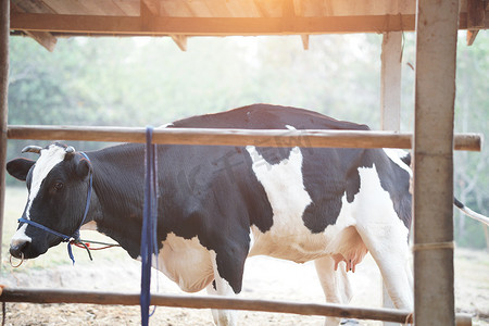 牛牧场摄影照片_在奶牛场牛棚谷仓挤奶