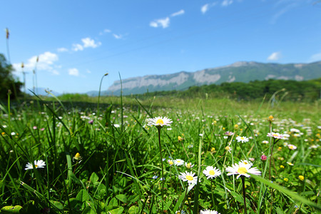洋山摄影照片_瑞士阿尔卑斯山美丽的洋甘菊