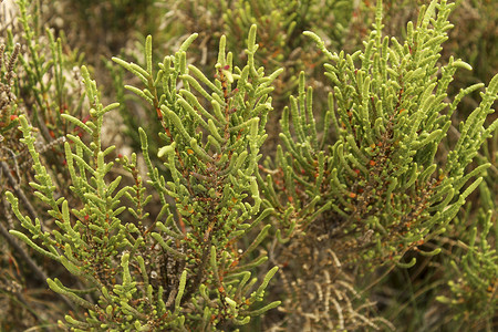 阳光下的 Sarcocornia Fruticosa 植物
