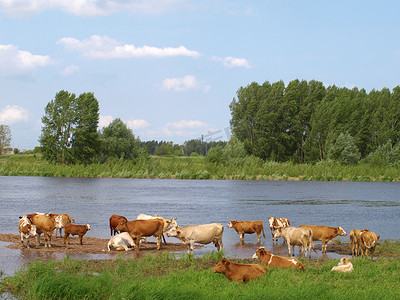 河岸上的奶牛