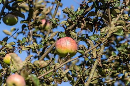 秋天苹果树枝上成熟的红绿苹果特写