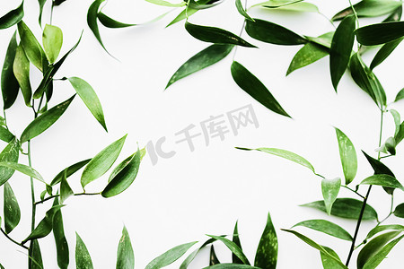 平铺花卉摄影照片_白色背景上的绿叶作为植物框架平铺、生态设计和春季自然平铺