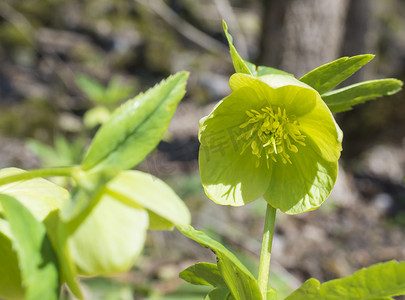 绿野花摄影照片_Helleborus viridis，俗称绿藜芦或熊脚花开花，特写，有选择的焦点
