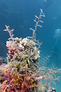在热带海底的五颜六色的珊瑚礁在蓝色水背景