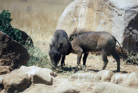 两只猪摄影照片_两只非洲野猪互相争斗