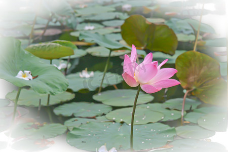 开花在池塘的桃红色莲花或睡莲花